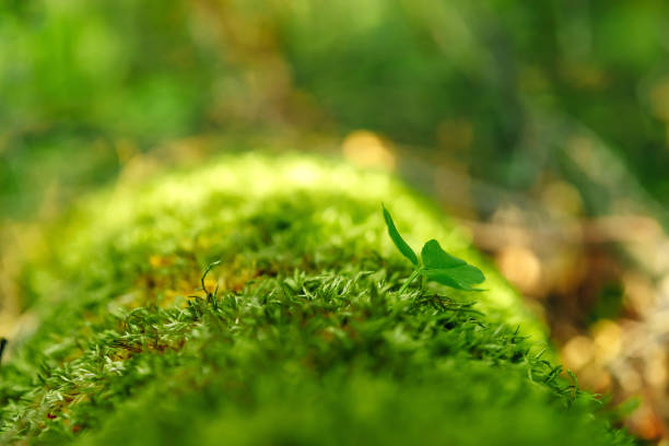 istock Hare clover in moss with river in the background. 1142150426