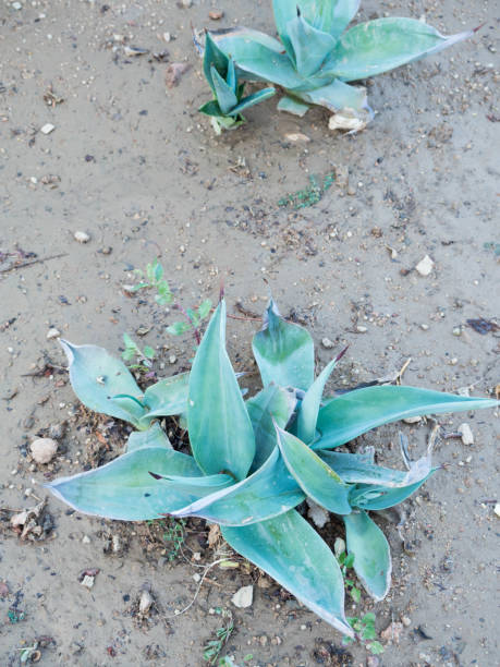 istock Agave plant Agave plant tropical drought tolerance 1142151447