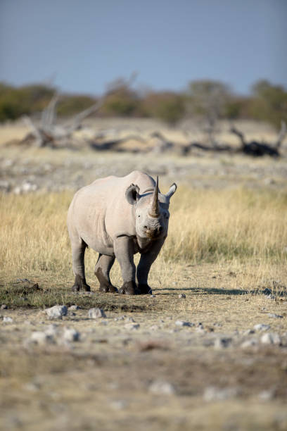 istock A rhino with a sharp horn in open veld. 1142151569