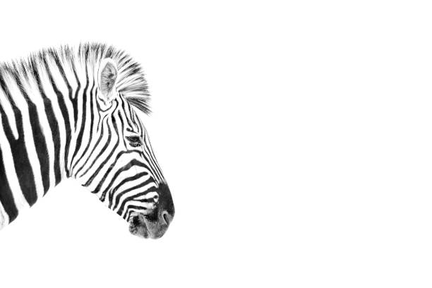 istock High Key image of a Zebra. 1142152857