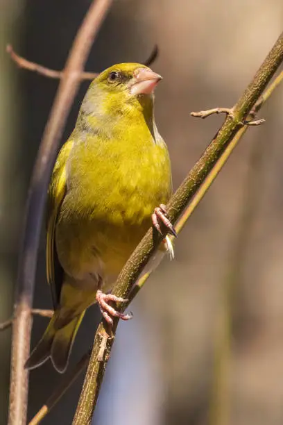 A bright greenfinch sits on a branch in the park and looks at the photographer. Urban green and yellow warbler in nature habitat. Close-up.