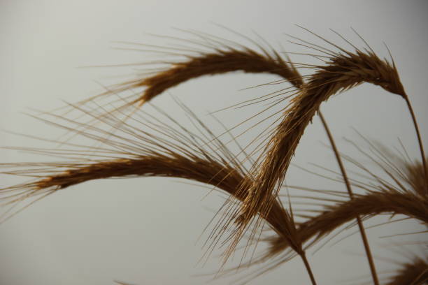 orejas doradas de trigo en la niebla al atardecer, cerca - morning cereal plant fog corn crop fotografías e imágenes de stock