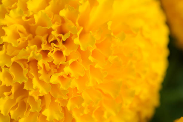 istock Orange Marigolds, close up 1142153906