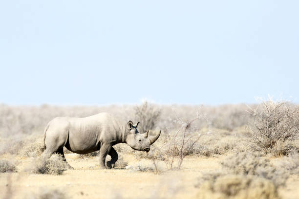 A Rhino walking through low scrub. A Rhino walking through low scrub. kaokoveld stock pictures, royalty-free photos & images