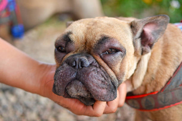 cane bulldog francese con viso gonfio e occhi gonfi rossi dopo aver subito una reazione allergica - cute animal purebred dog brown foto e immagini stock