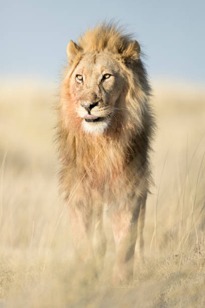 istock A male lion in Etosha National Park, Namibia. 1142155362