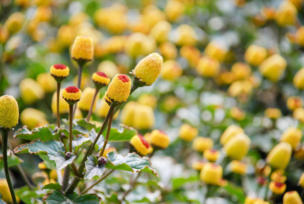 Fresh flowering para cress plant, Spilanthes oleracea Fresh flowering para cress plant, Spilanthes oleracea, soft focus, unfocused blurred spilanthes spilanthes oleracea stock pictures, royalty-free photos & images