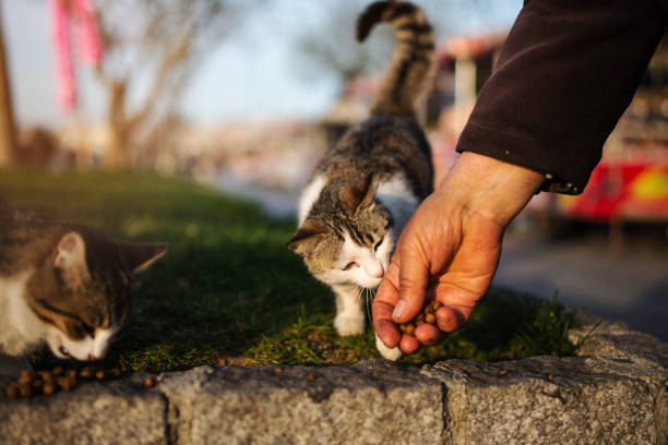 die katze isst das futter von der älteren hand - streunende tiere stock-fotos und bilder