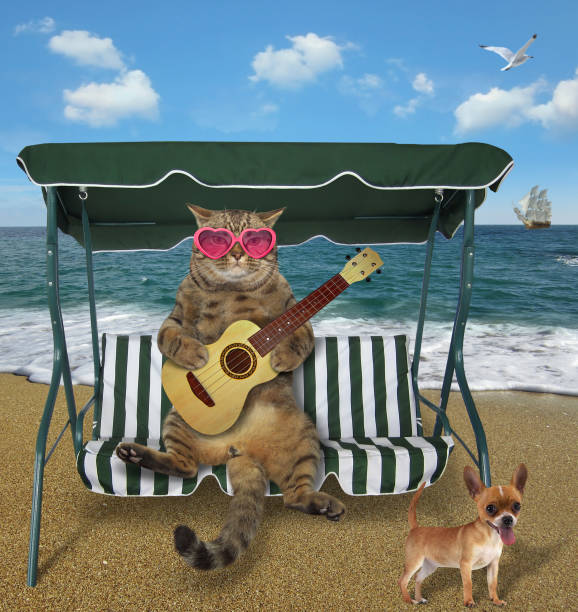 istock Cat playing the guitar on the beach 2 1142155806