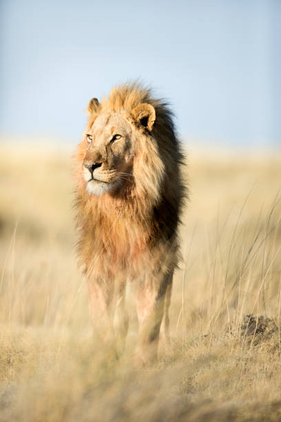 ein männlicher löwe im etosha nationalpark, namibia. - etoscha nationalpark stock-fotos und bilder