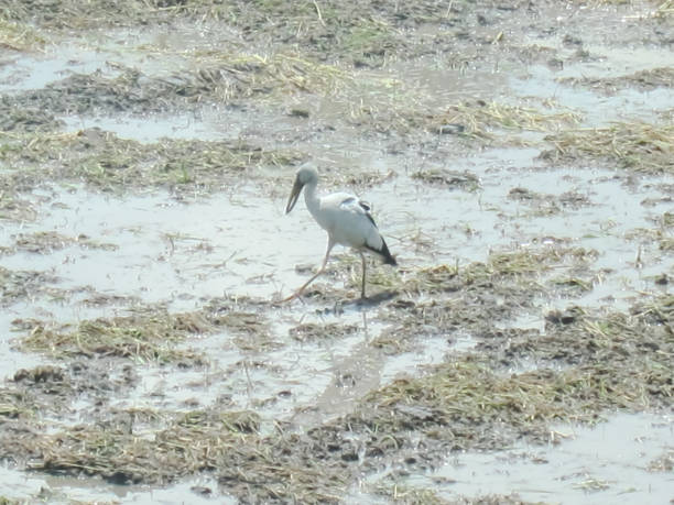 istock A Stork in the Rice Paddy Behind Our Home 1142156716