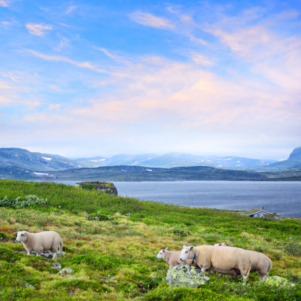 istock Flock Of Sheep, Norway 1142157056