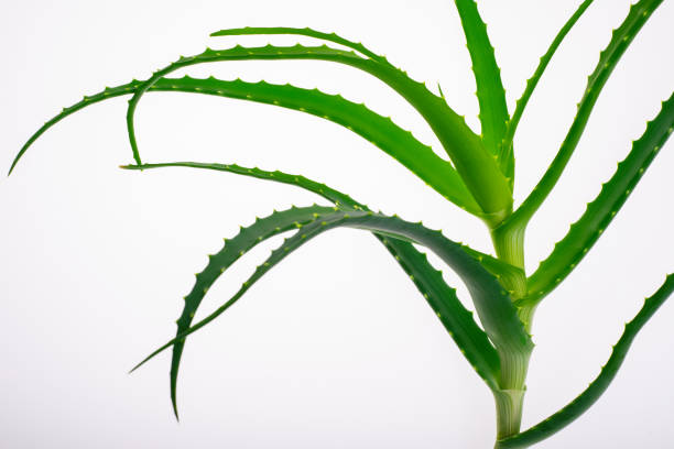 istock Aloe vera plant isolated on white. 1142159813