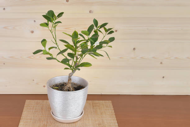 istock Tangerine tree blooms in a pot on a rustic background 1142160259