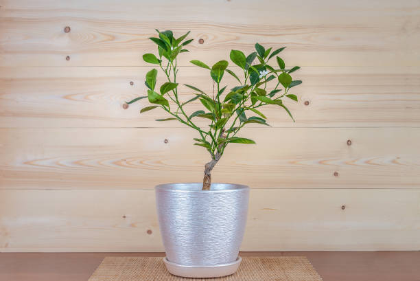 istock Tangerine tree blooms in a pot on a rustic background 1142160260