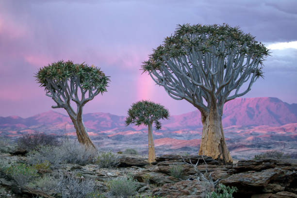 trois arbres carquois avec un arc en ciel derrière. - sub saharan africa photos et images de collection