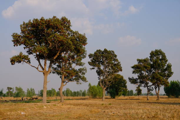 Thailand countryside at rice field in autumn