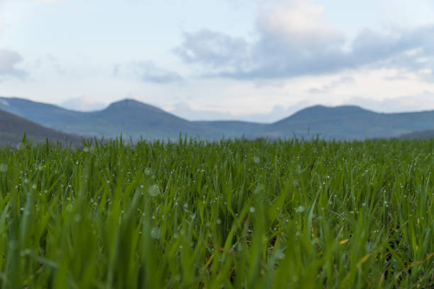 un paesaggio di campo di grano verde su uno sfondo montano in primavera. - farm scenics landscape alternative energy foto e immagini stock