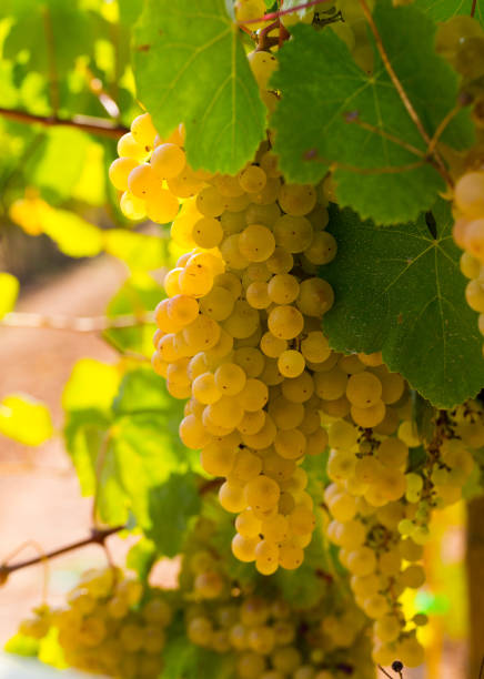 istock Ripe white grapes in vineyard 1142167512