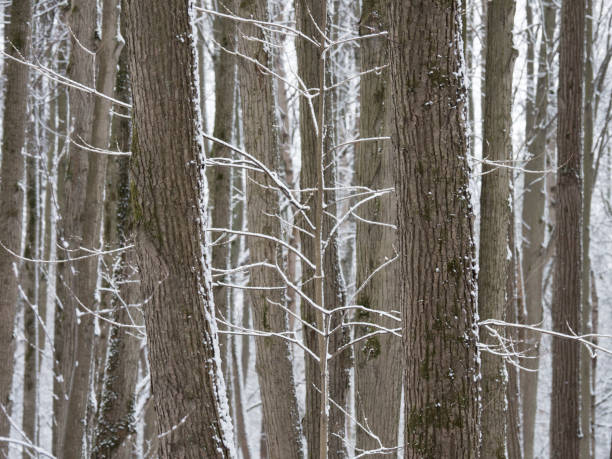 istock Trees covered with frost and snow 1142167627