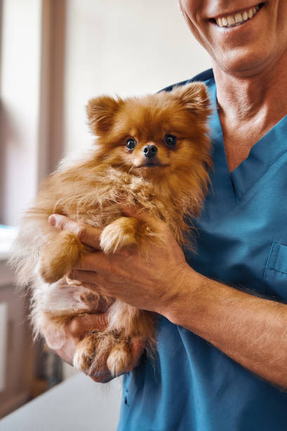 antes do check-up. veterinário masculino alegre que prende um cão pequeno bonito com olhos scared ao estar na clínica veterinária. conceito do cuidado do animal de estimação - vet men laboratory holding - fotografias e filmes do acervo