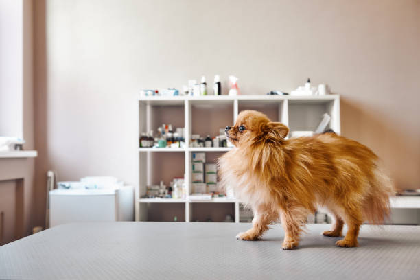 ¡ pequeño, pero valiente! retrato del perrito lindo parado sobre la mesa mientras visita la clínica veterinaria. concepto de cuidado de mascotas - pets table animal cheerful fotografías e imágenes de stock