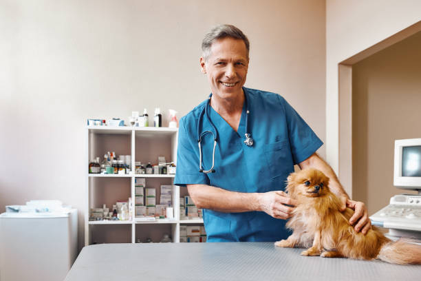 trabalhando com animais. o veterinário envelhecido médio positivo que acariciando o cão pequeno e bonito antes de fazer a verificação acima na clínica veterinária - vet men laboratory holding - fotografias e filmes do acervo