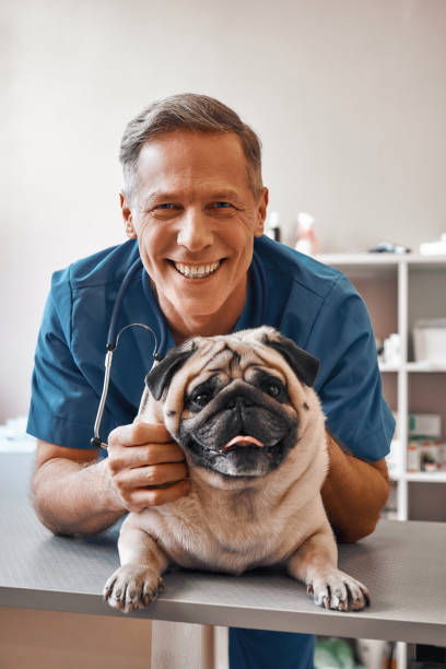 Smile! Cheerful middle aged vet holding a pug and smiling at camera while standing at veterinary clinic Smile! Cheerful middle aged vet holding a pug and smiling at camera while standing at veterinary clinic. Pet care concept. Medicine concept. Animal hospital pug photos stock pictures, royalty-free photos & images