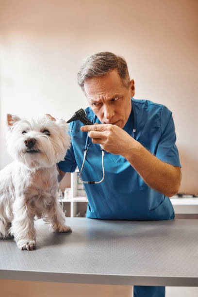 istock I need to check everything. Professional middle aged veterinarian in working wear is checking dog's ear at veterinary clinic 1142169706