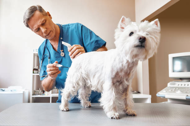istock It will take a few minutes...Middle aged male vet in working wear is measuring body temperature of cute small dog at veterinary clinic 1142169708