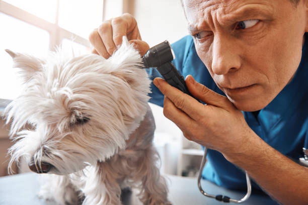 istock I have to be very attentive. Serious middle aged vet is checking dog's ear while working at veterinary clinic 1142169730