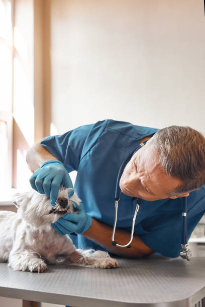 istock Just two minutes. Kind veterinarian in work uniform and protective gloves checking teeth of a small dog lying on the table in veterinary clinic 1142169742