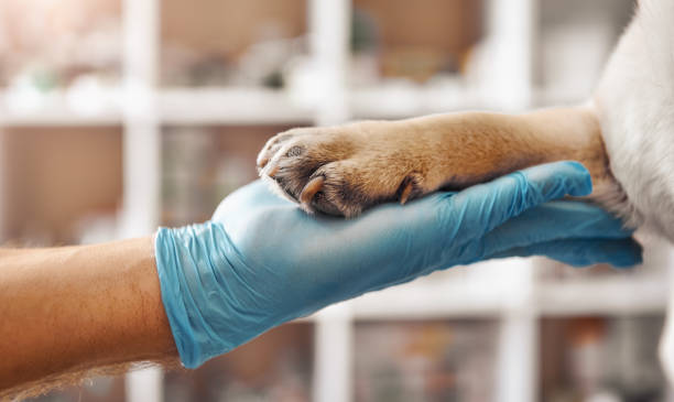 I am your friend. Hand of a veterinarian in a protective glove holding a paw of his patient during while working at veterinary clinic stock photo