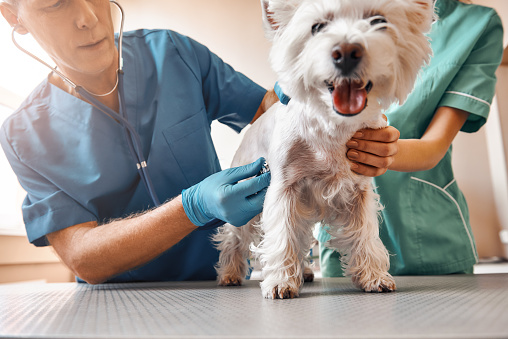 Qué paciente tan lindo. Un equipo de dos veterinarios profesionales inspeccionando la salud de un perro pequeño y obediente parado sobre la mesa en la clínica veterinaria photo