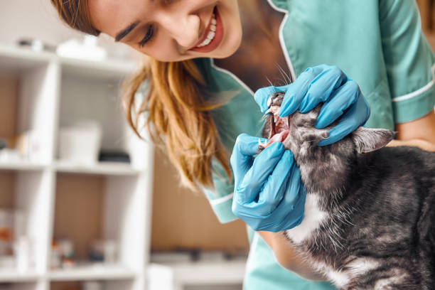 大丈夫ですか?仕事のユニフォームの若い女性獣医は獣医医院のふわふわした黒い猫の歯を点検している。ペットケアコンセプト - vet veterinary medicine young women female ストックフォトと画像