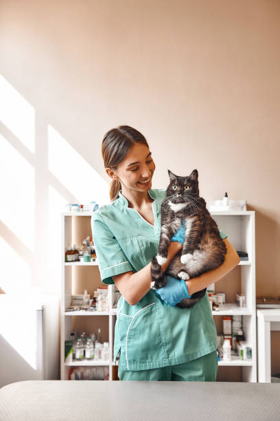 Are you scared? Pleasant young female vet holding a big black cat and smiling while looking at him while standing at the veterinary clinic stock photo
