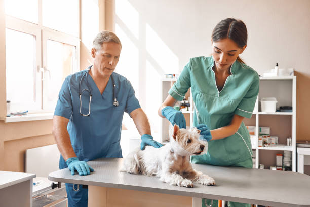 istock Working in veterinary clinic. A young female assistant putting on a protective collar at small cute dog while middle aged male vet holding a patient. 1142169828
