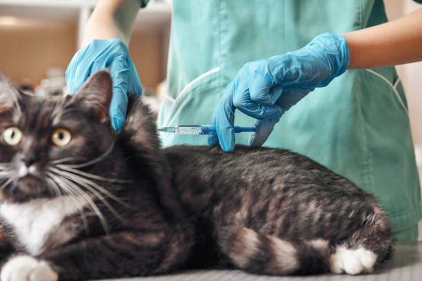 恐れることはありません!仕事の制服の若い女性獣医は、獣医クリニックでテーブルの上に横たわっておびえた目で大きな黒猫に注射をするつもりです - vet veterinary medicine young women female ストックフォトと画像