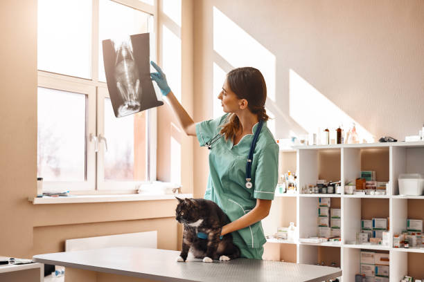 mal sehen. tierarzt in arbeitsuniform schaut sich das röntgenbild einer katze an und h�ält einen patienten mit einer hand bei der untersuchung in der tierklinik fest - vet x ray veterinary medicine x ray image stock-fotos und bilder