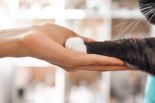 I am a friend for my patient. Close-up photo of female vet hand holding a paw of a black fluffy cat during a checkup in veterinary clinic. Pet care concept. Medicine concept. Animal hospital
