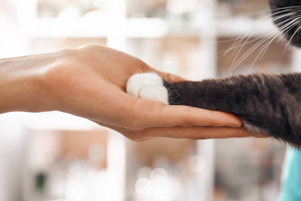 sou amigo do meu paciente. foto do close-up da mão fêmea do veterinário que prende uma pata de um gato macio preto durante um checkup na clínica veterinária. - animal health - fotografias e filmes do acervo