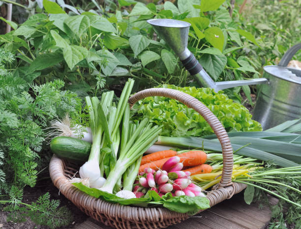 istock organic vegetables in a wicker basket in a vegetable garden 1142169962