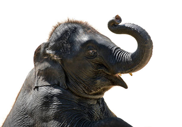 istock Asian baby elephant on a white background. 1142170324