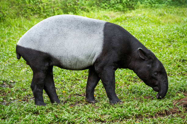 malayan tapir (tapirus indicus) descansando sobre la hierba. - tapir fotografías e imágenes de stock