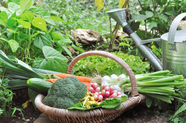 organic vegetables in a wicker basket