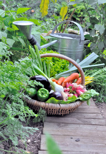 istock organic vegetables in a wicker basket 1142170848