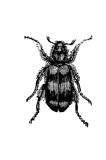 Illustration of a French beetle