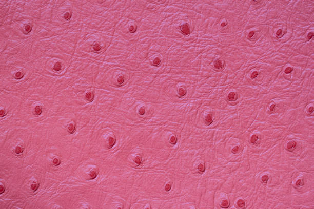 Ostrich Leather Stock Photos, Pictures & Royalty-Free Images - iStock Ostrich Leather Stock Photos, Pictures & Royalty-Free Images - iStock