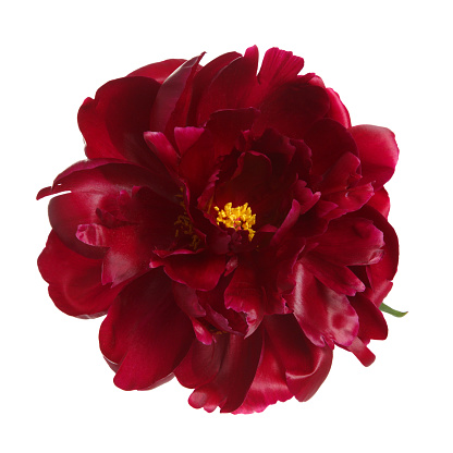 Partly open pink peony and stem with raindrops