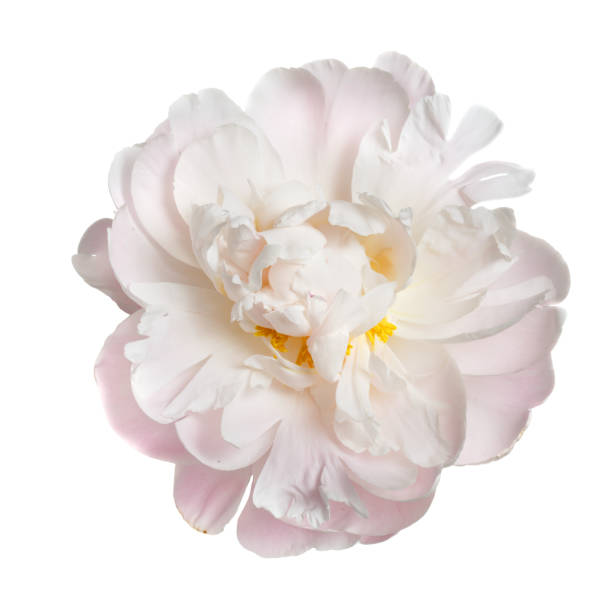 istock A flower gently pink peony isolated on white background. 1142173486
